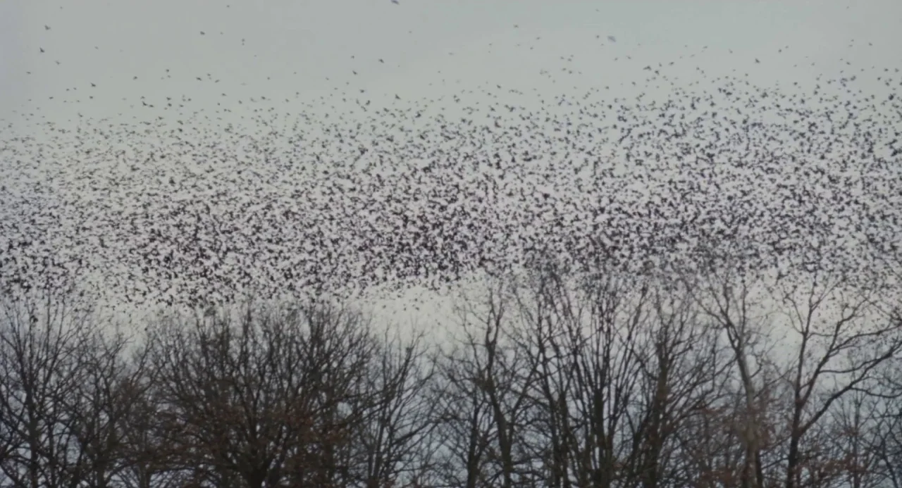 Martyrs (2008) movie still: establishing — A dense murmuration of thousands of birds moves across a pale, overcast sky. Bare deciduous trees are…