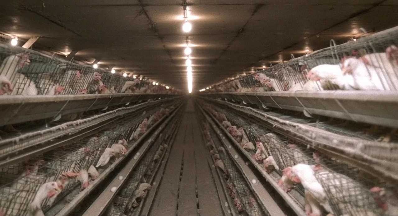 Napoleon Dynamite (2004) movie still: establishing — A long, symmetrical aisle between rows of industrial metal battery cages housing many white…