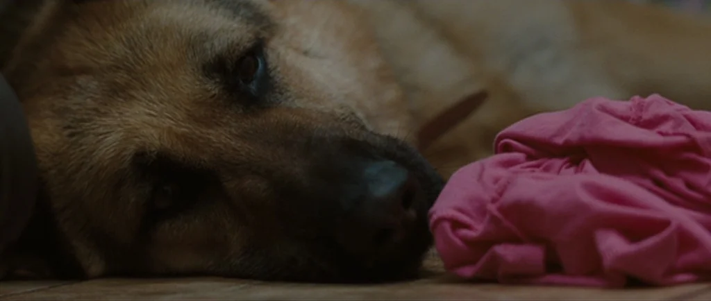 Greenberg (2010) movie still: closeup — A close-up view shows a German Shepherd dog lying on a flat surface. Beside the dog rests a small pile of…