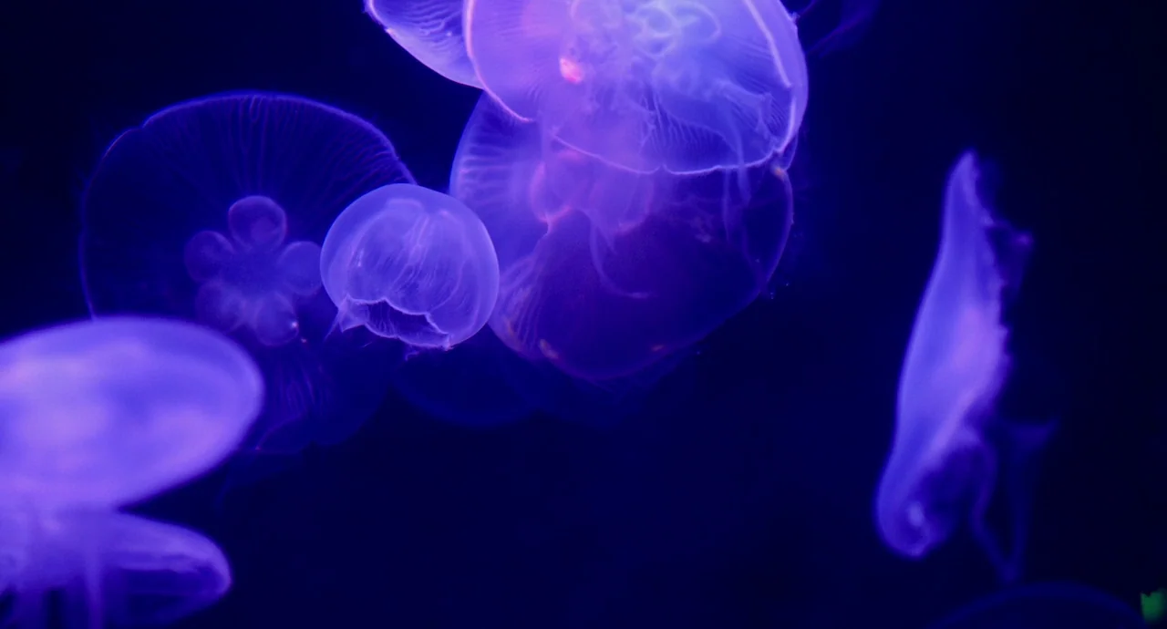 Helter Skelter (2012) movie still: medium — Multiple moon jellyfish float through a darkened aquarium tank illuminated by artificial colored lights.…
