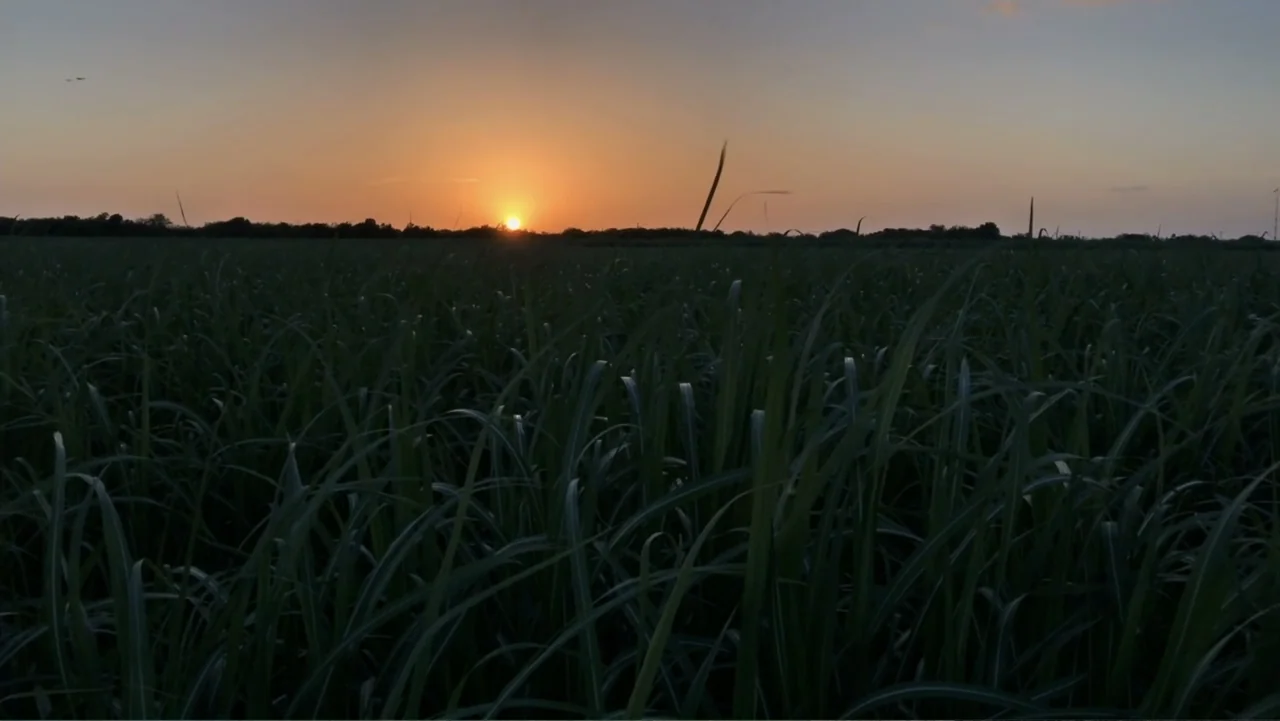 Torn Apart: Separated at the Border (2019) movie still: establishing — A vast field of tall, dark green grass stretches toward a distant tree line.…