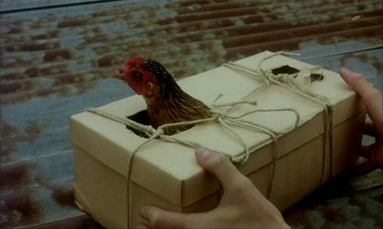 My Life As A Dog (1985) movie still: closeup — A light brown cardboard shoebox is wrapped with twine on a corrugated metal roof. A chicken's head…