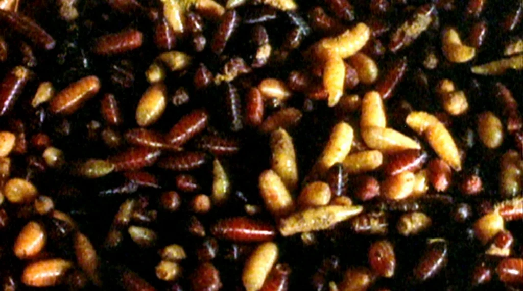 Bug movie still: closeup — A dense cluster of insect larvae wriggles on a dark, organic surface. Individual segments of cream, brown, and reddish…