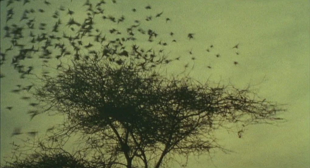 Jabberwocky (1977) movie still: wide — A bare acacia-like tree stands against a hazy, uniform pale greenish-yellow sky. A massive flock of small…