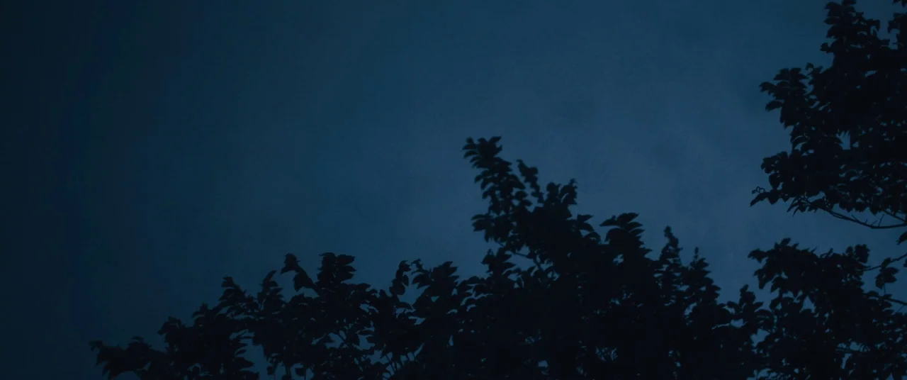 Blue Ruin (2013) movie still: establishing — A dense treeline forms dark silhouettes against a clear night sky. The branches are visible at the…