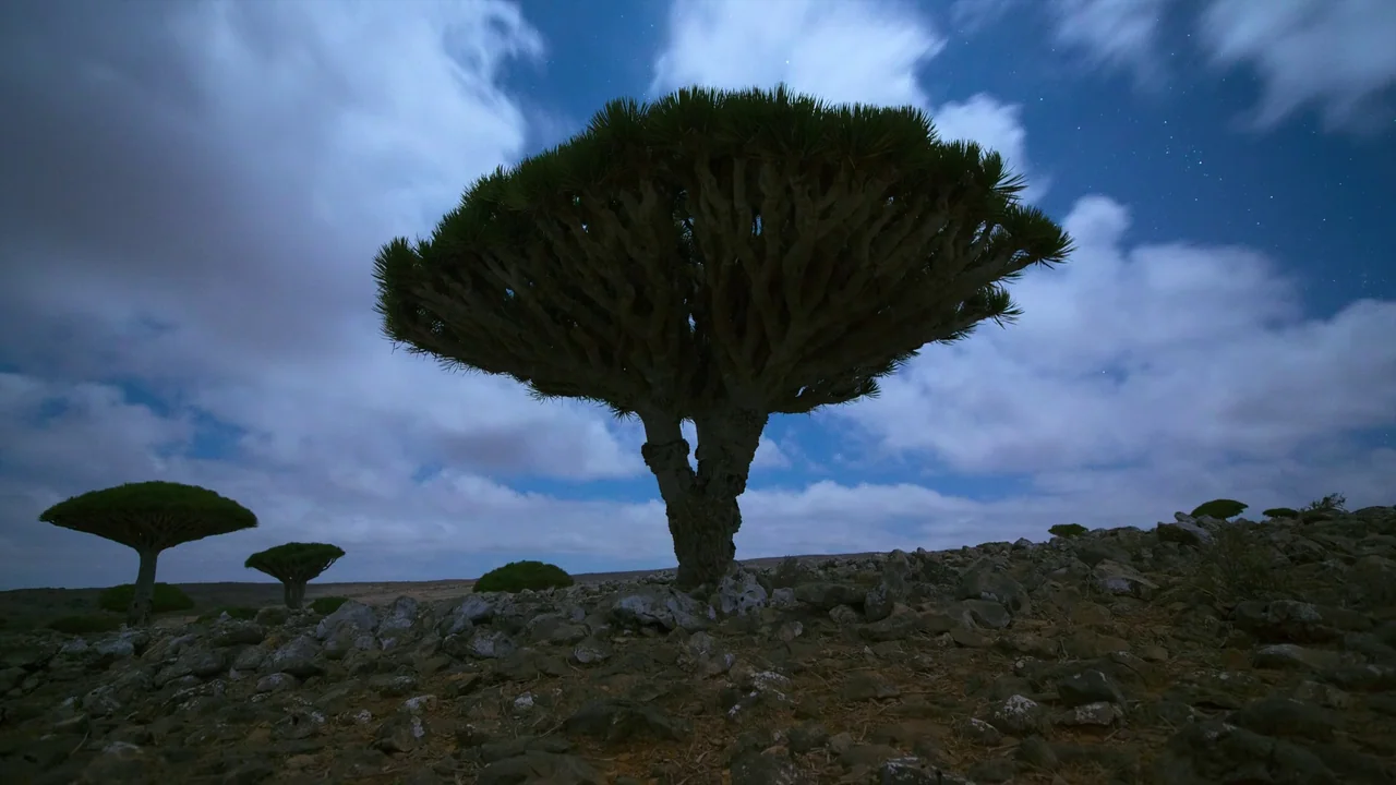 Awaken (2018) movie still: wide — A rocky, arid plateau contains several dragon blood trees under a cloudy night sky. The trees stand as dark…