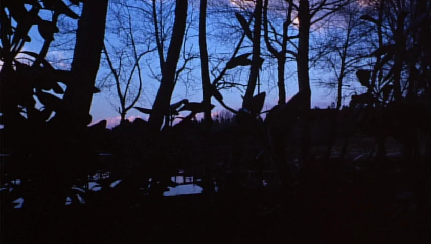A Bay of Blood (1971) movie still: establishing — A dark, silhouetted thicket of trees and leaves against a deep blue evening sky. There is no human…
