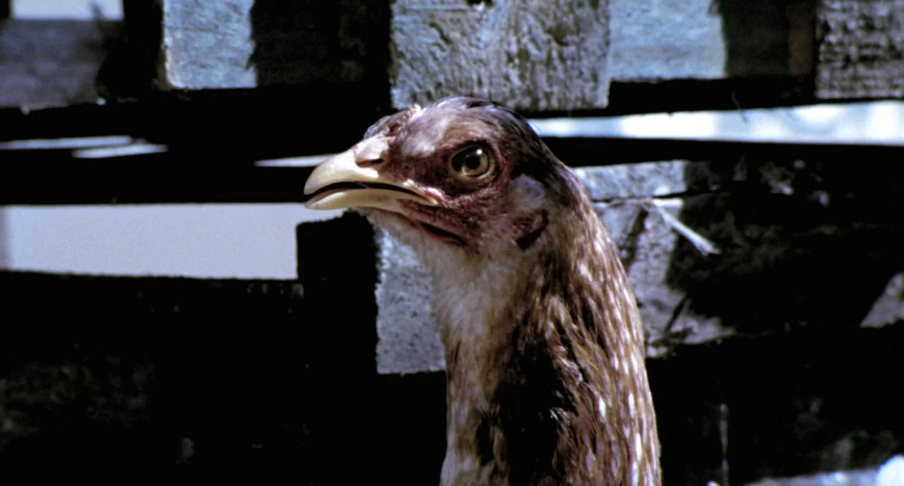 City of God (2002) movie still: closeup — A chicken stands in front of a rustic wooden fence made of stacked planks. The bird turns its head toward…