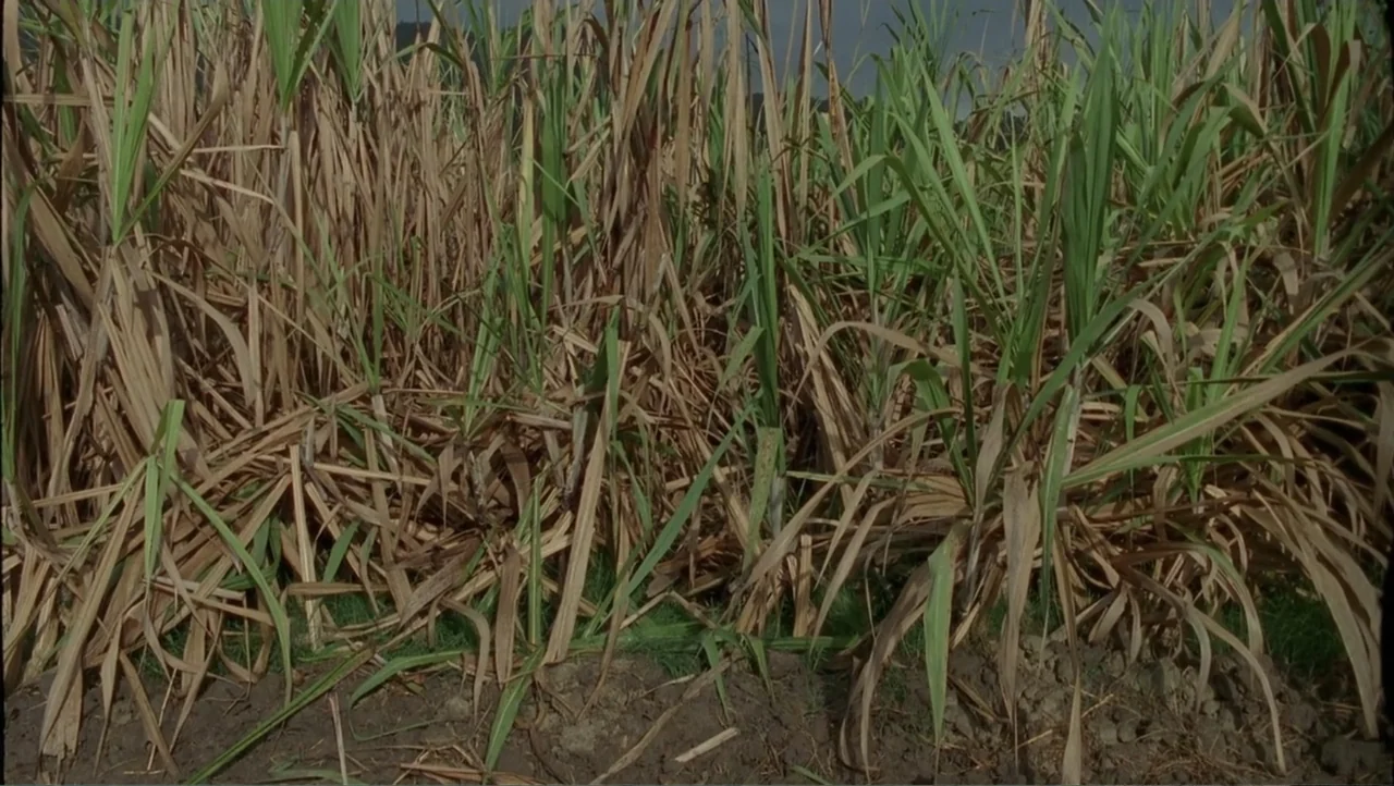Cut (2000) movie still: establishing — A dense patch of tall brown and green sugarcane stalks occupies the frame. The earth is visible at the very…