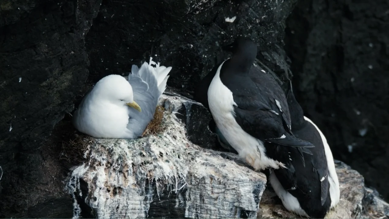 Iceland, the newborn island (2018) movie still: medium — A nesting site on a dark, craggy cliff face covered in white guano. A white gull rests in a…