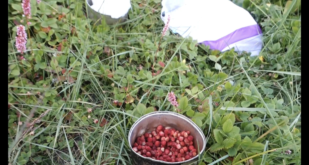 Blutch (2018) movie still: medium — A metal cup filled with red wild strawberries sits amidst green meadow grass. A white and purple fabric item…