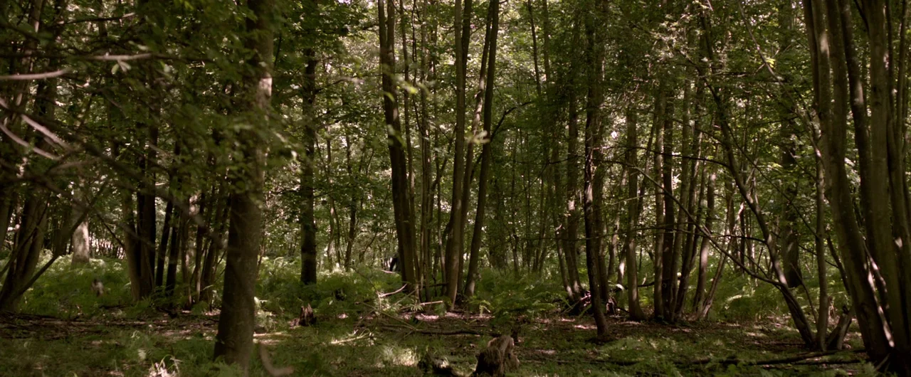 Borgman (2013) movie still: establishing — A dense woodland area with slender trees and ground cover of ferns and brush. Sunlight streams through…
