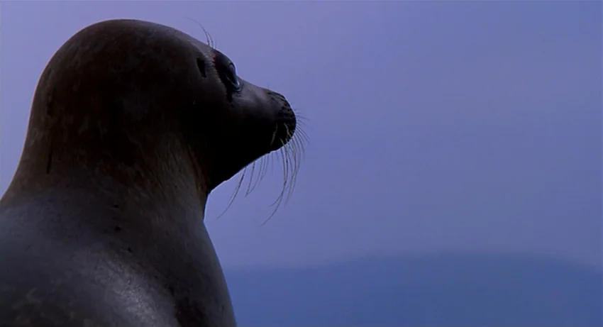 The Secret Of Roan Inish (1994) movie still: closeup — A dark, wet seal profile stands against a uniform, muted blue sky background. The animal…