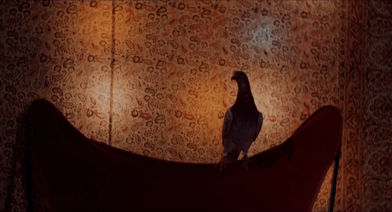 Medium Cool (1969) movie still: medium — A pigeon stands on the top of a curved leather chair against patterned wallpaper. The scene is lit by a…
