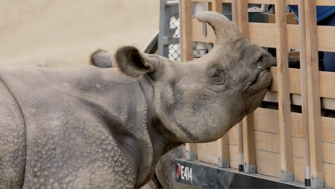Fantastic Beasts: A Natural History (2022) movie still: medium — A rhinoceros stands alongside a wooden slatted transport trailer in a dry, sandy…