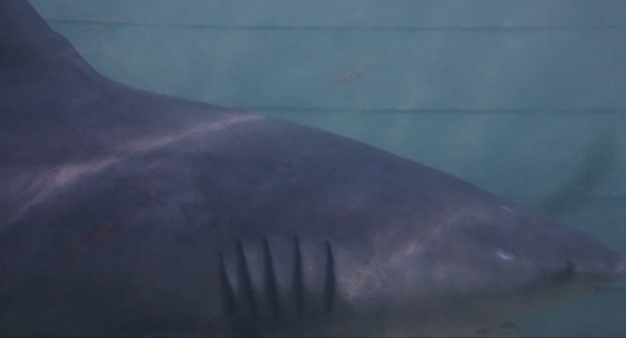 Live and Let Die (1973) movie still: closeup — A grey shark glides through the murky blue water of a large aquarium tank. The animal is captured…