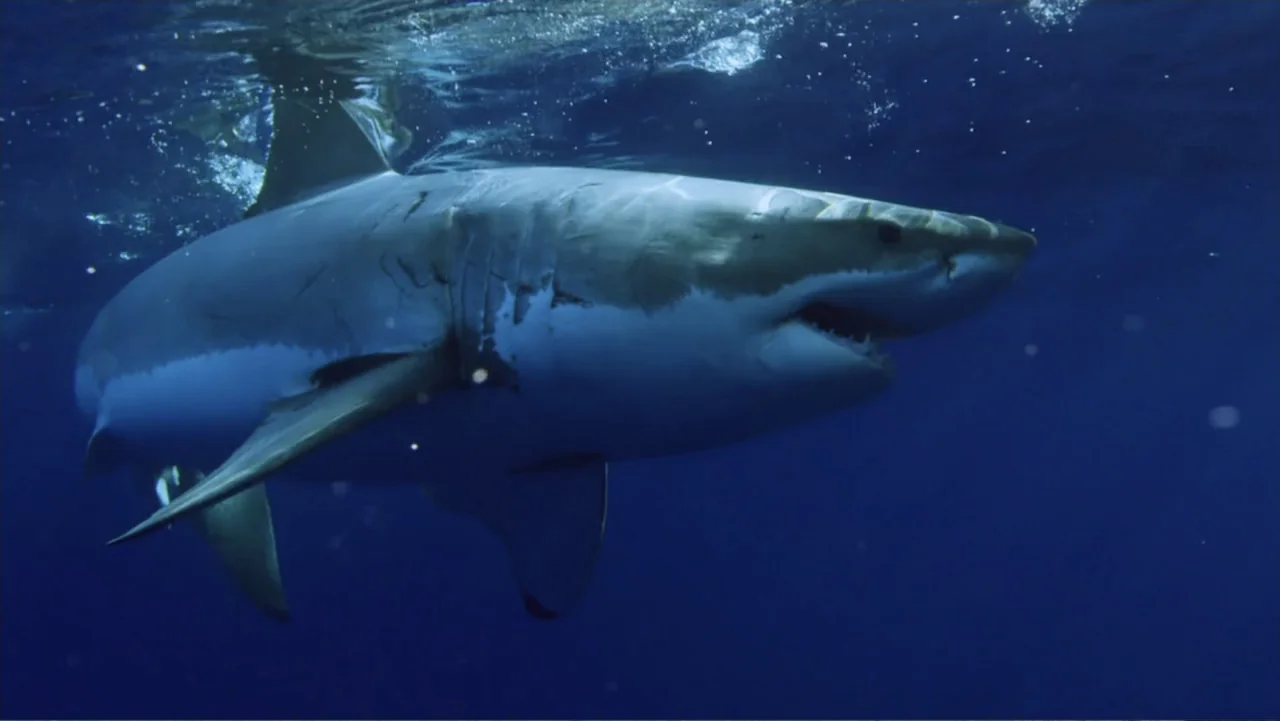 Shark Week: Off the Hook (2023) movie still: medium — A vast expanse of deep blue ocean water stretches horizontally across the frame. A large great…
