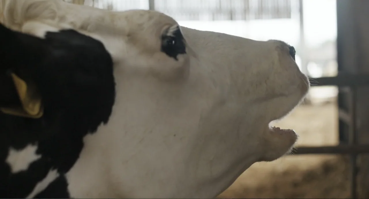 Cow (2022) movie still: closeup — A close-up of a black and white cow inside a wooden barn interior. The cow is facing right with its mouth open as…