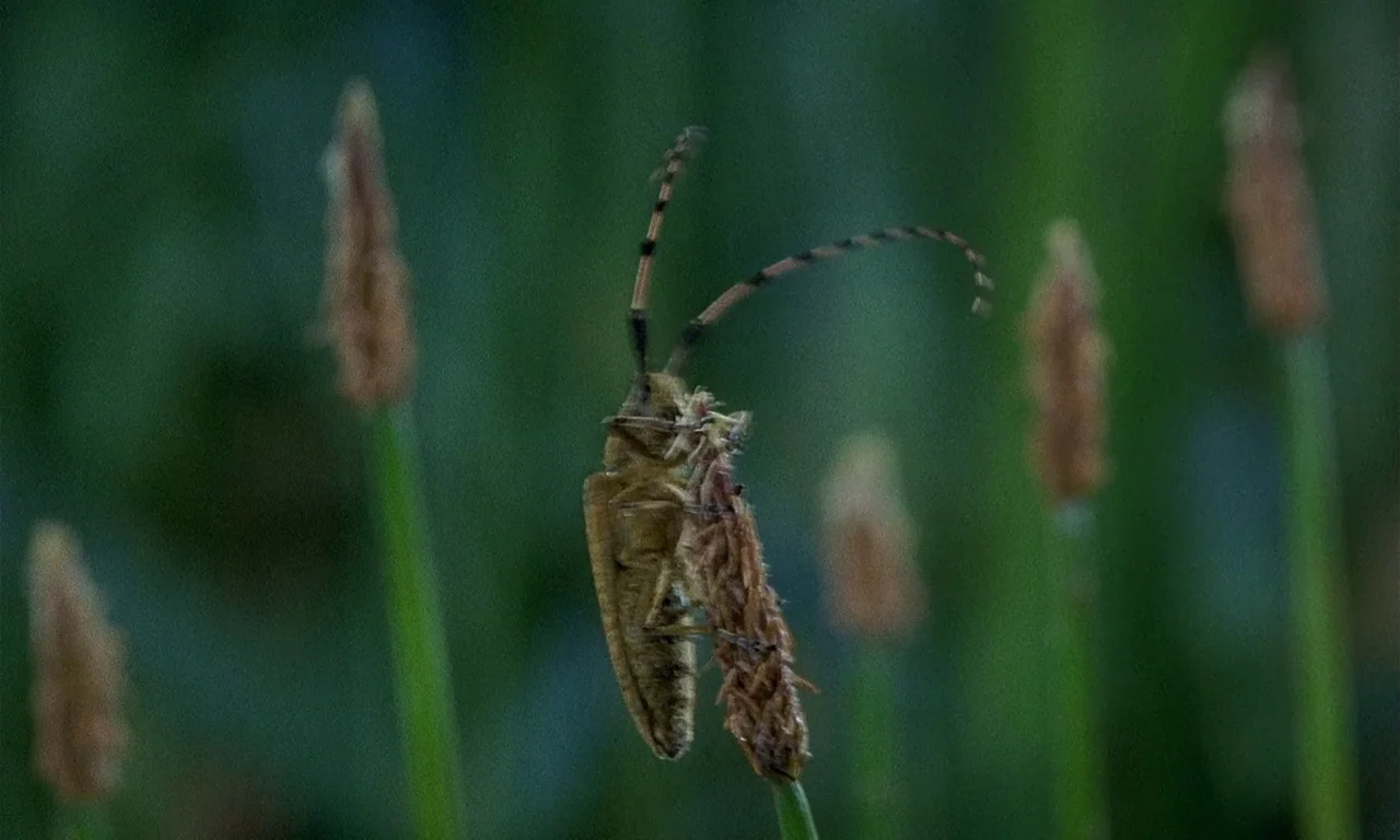 Microcosmos (1996) movie still: closeup — A close-up view of a long-horned beetle resting on a slender field grass seedhead. The background consists…
