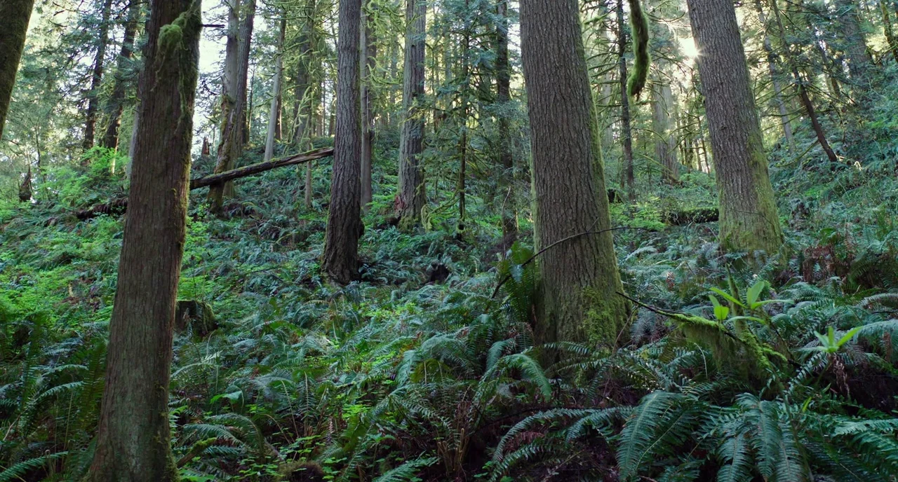 Leave No Trace (2018) movie still: wide — A dense temperate rainforest features tall mossy conifers and a thick understory of ferns. Sunlight breaks…