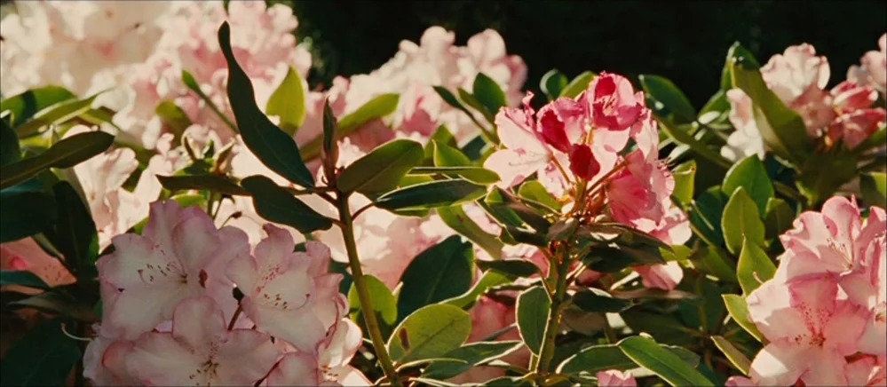 The Road (2009) movie still: closeup — A cluster of pale pink rhododendron flowers blooms on a dark green bush. Sunlight illuminates the delicate…