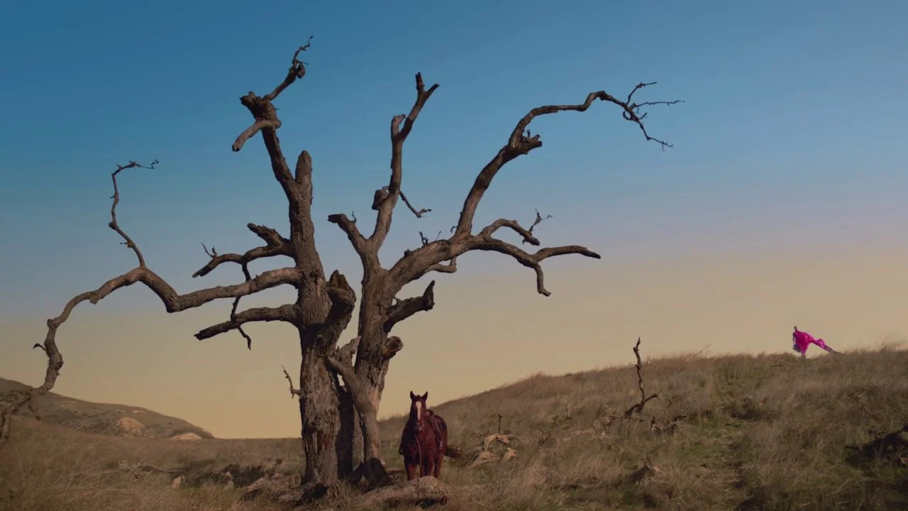 Black is King (2020) movie still: wide — A bare, leafless tree stands prominently on a dry grassy hill at sunset. A dark horse waits near the trunk…