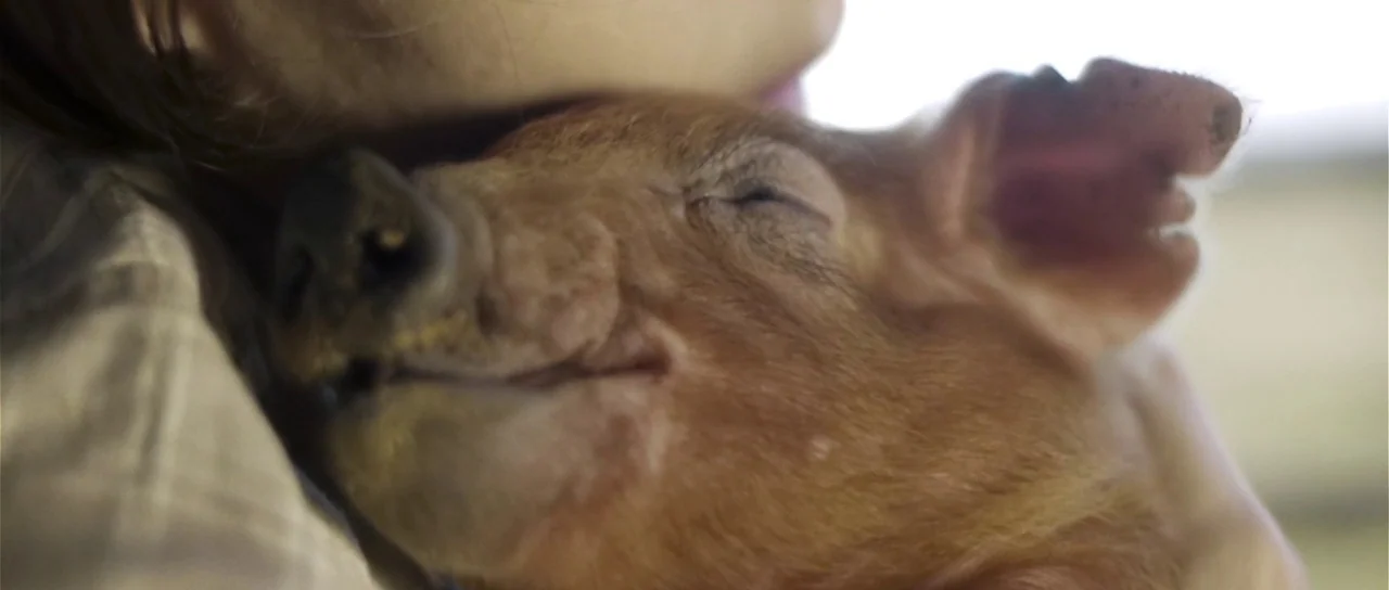 Upstream Color (2013) movie still: closeup — A close-up view shows a small pinkish-brown piglet resting its head on a shoulder. The person is…