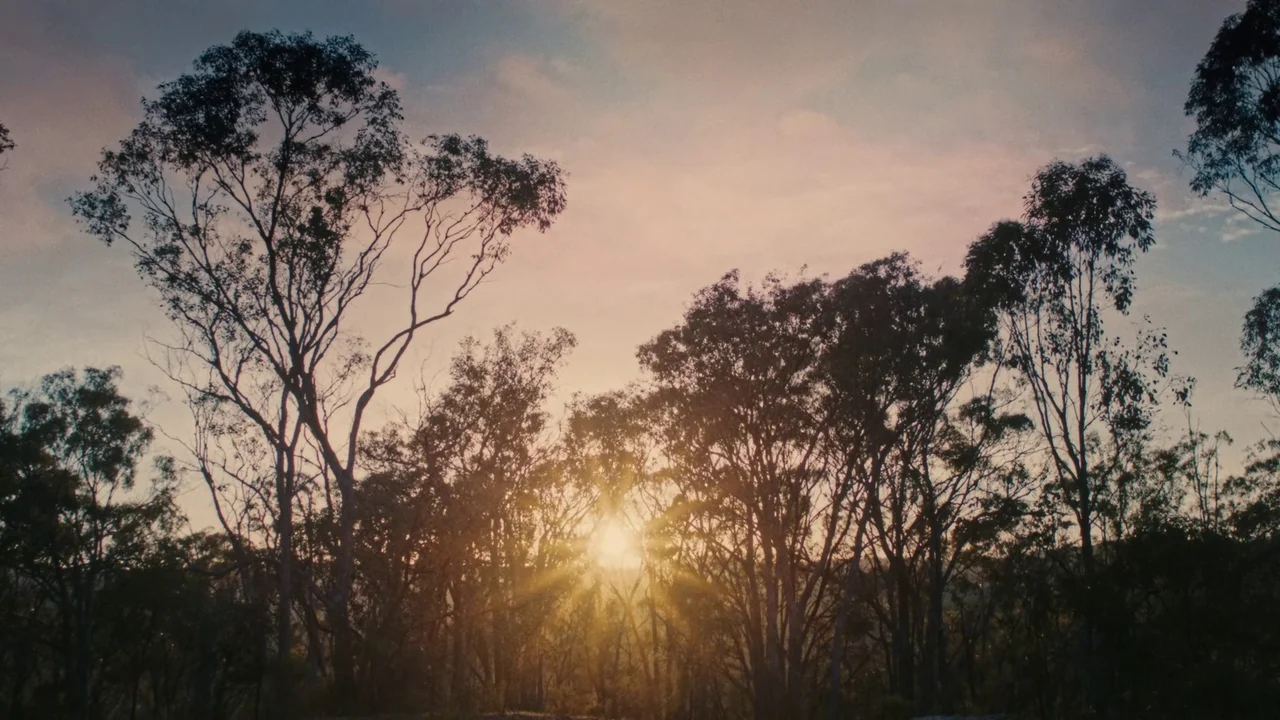 My First Summer (2020) movie still: establishing — A dense cluster of eucalyptus trees stands against a soft, hazy sunset horizon. The sun shines…