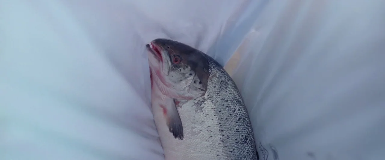 A White, White Day (2019) movie still: closeup — A whole raw salmon sits inside the curved walls of a white plastic bag. The fish has visible scales…