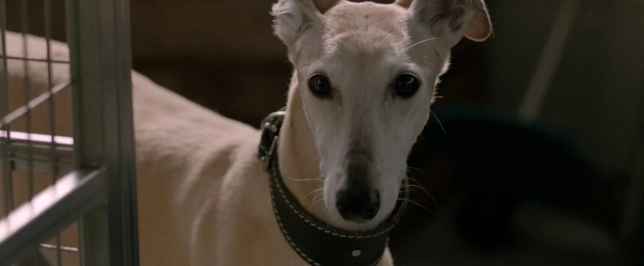 Borgman (2013) movie still: closeup — A light-colored greyhound stands inside a metal mesh enclosure. The dog stares forward with ears perked alertly.