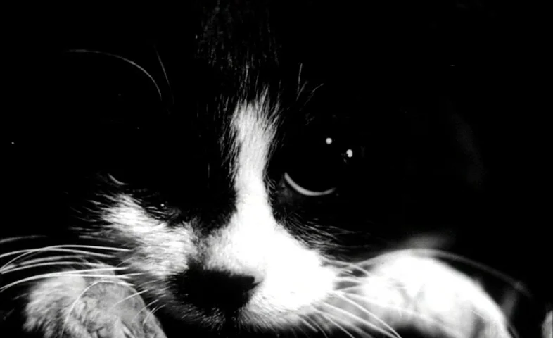 Cairo Station (1958) movie still: closeup — A close-up shot of a small black and white cat in a dark environment. The cat rests its head forward…