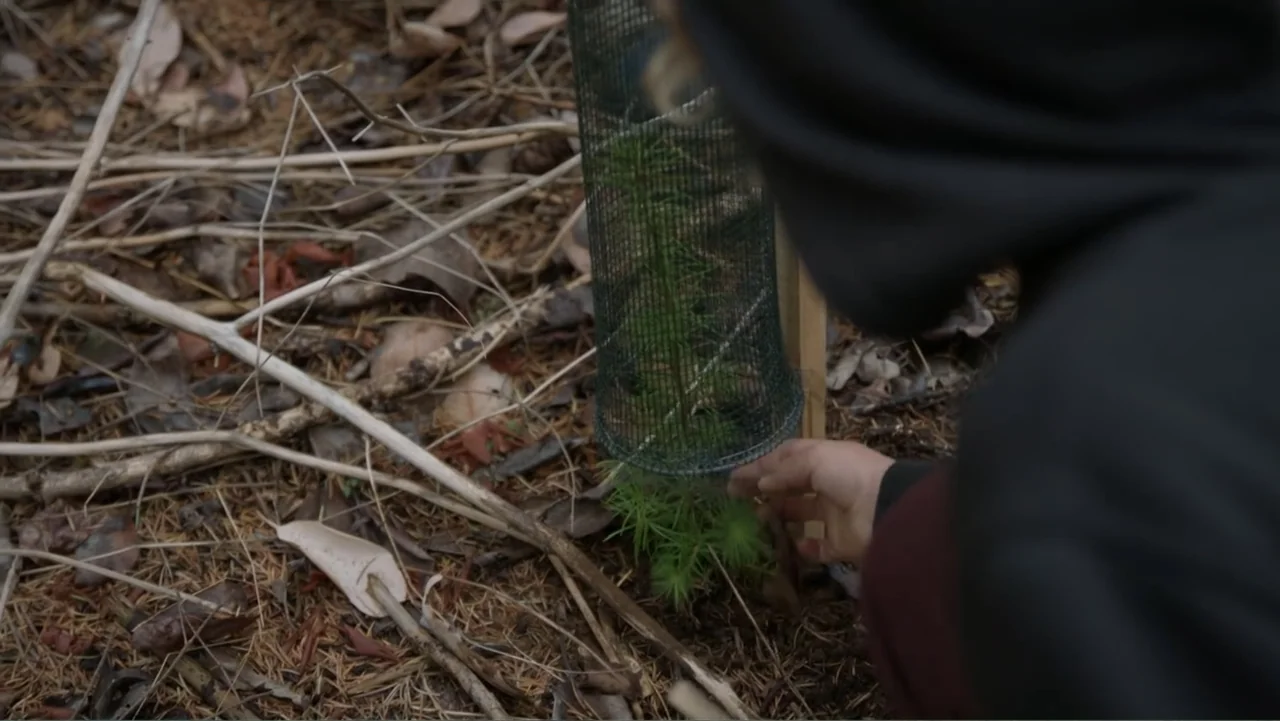 Trees and Other Entanglements (2023) movie still: closeup — A person reaches down to touch a small sapling protected by a wire cage. The ground is…