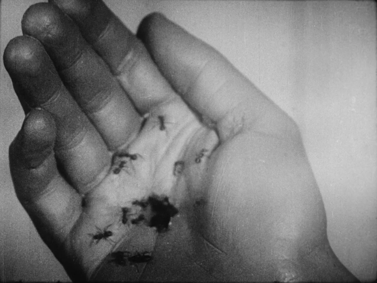 Un Chien Andalou (1929) movie still: closeup — An open human palm is shown from a close perspective with several insects walking across. The skin…