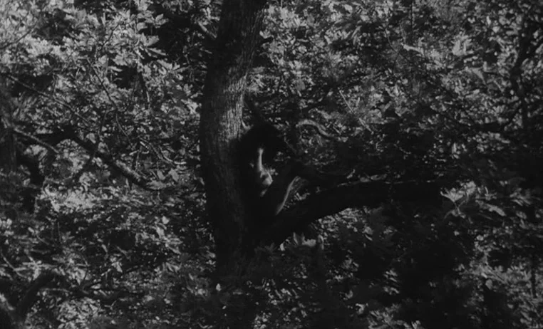 The Wild Child (1970) movie still: wide — A dense canopy of thick oak leaves surrounds a single large central tree trunk. A person sits perched…