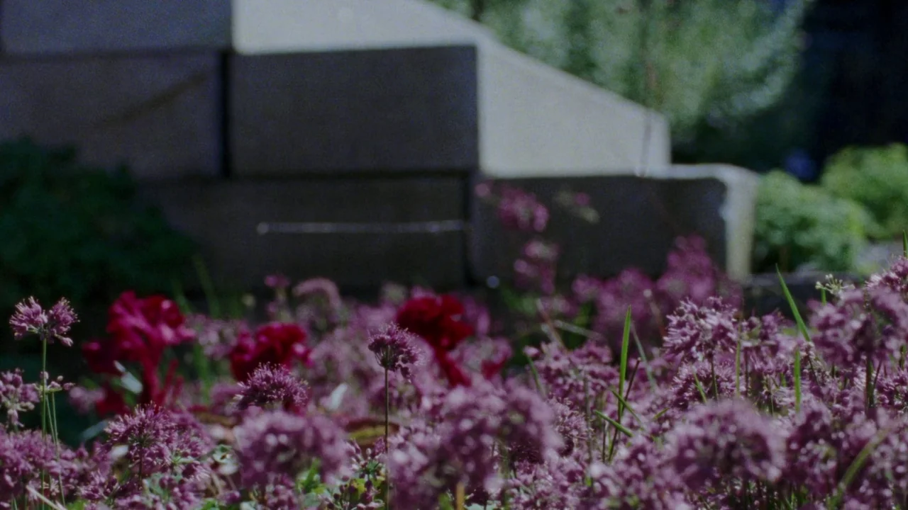 Riceboy Sleeps (2022) movie still: closeup — A low-angle view of a patch of purple and magenta flowers. Concrete retaining wall blocks are partially…