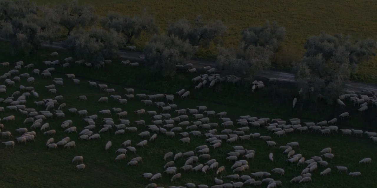 Immaculate (2024) movie still: establishing — A vast green pasture is populated by a large flock of white sheep. A row of silhouetted trees stands…