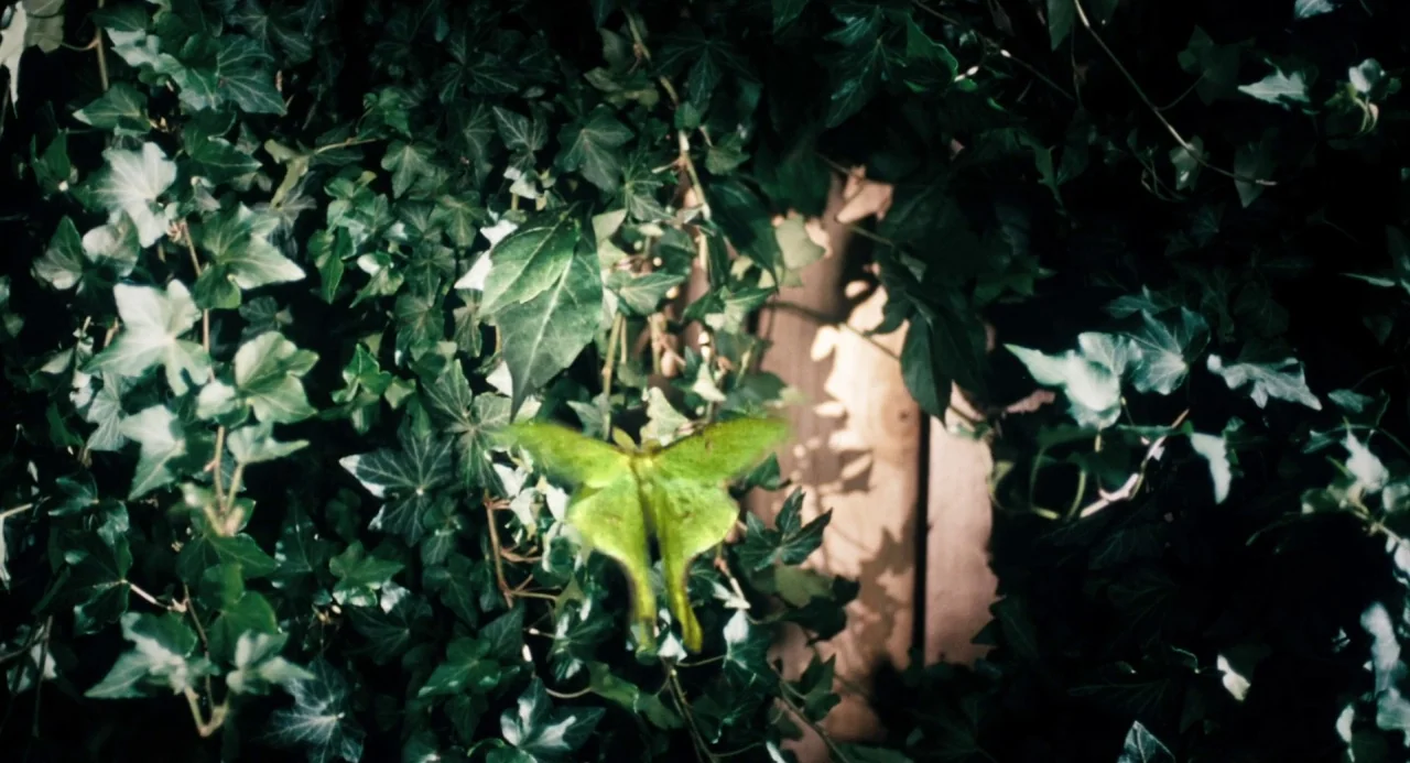 The Moth Diaries (2011) movie still: closeup — A bright green luna moth clings to a thick wall of dark green ivy leaves. Behind the foliage, a…