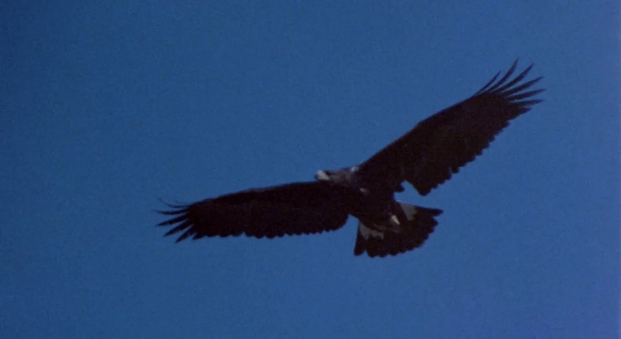 White Of The Eye (1987) movie still: wide — A dark eagle glides across a clear, solid blue sky. The bird maintains a level flight path with its…