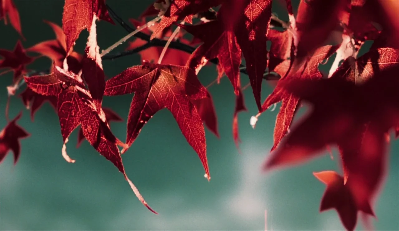 The Ring (2002) movie still: closeup — A cluster of vibrant red autumn maple leaves hangs from a thin tree branch. The background is a soft-focus…