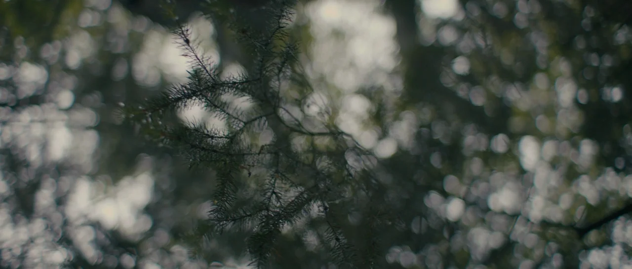 Arrival (2016) movie still: closeup — A close-up view of pine tree branches in a dense, overcast woodland. Sharp needles are visible in the…