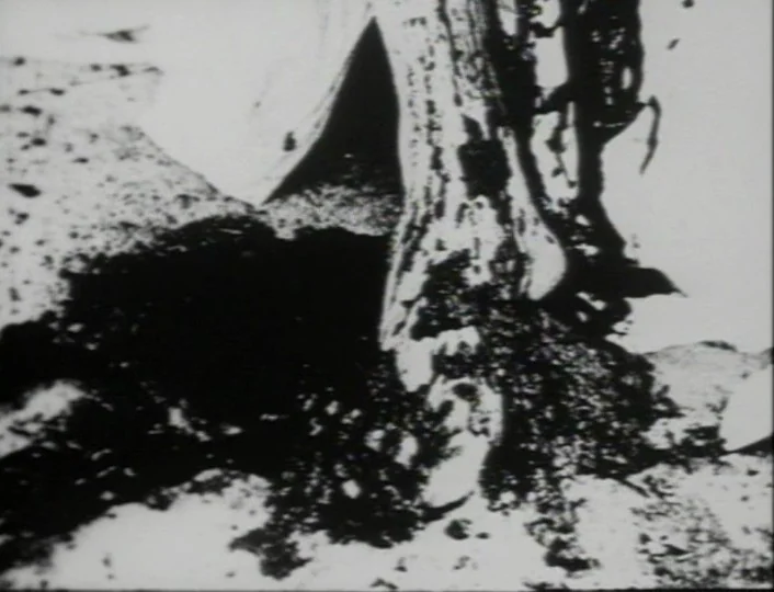 Begotten (1989) movie still: closeup — A low-angle view shows the rough, dark roots of a tree emerging from soil. Sharp black shadows contrast…