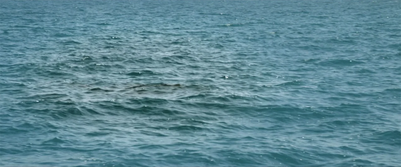 Lair of the Great White (2024) movie still: establishing — An expanse of blue ocean water showing small waves and ripples. The surface moves gently…