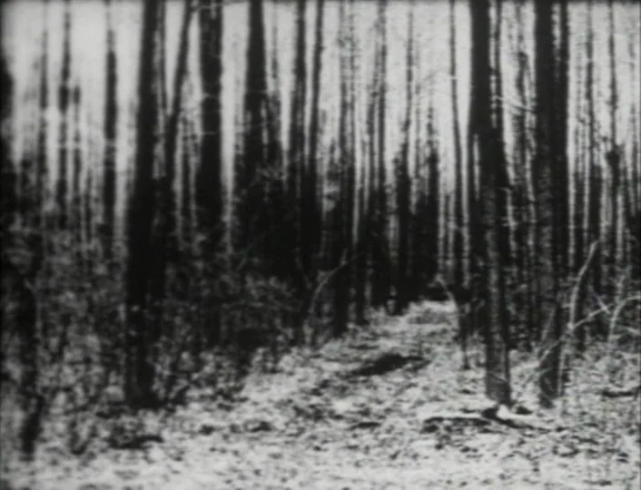 Begotten (1989) movie still: establishing — A dense cluster of tall, thin trees occupies a rugged and overgrown clearing. No people are visible…