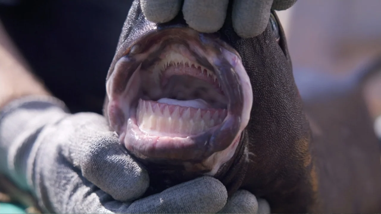 Alien Sharks: Ghosts of Japan (2024) movie still: closeup — A close-up view shows the inside of a dark fish mouth with sharp teeth. A gloved hand…