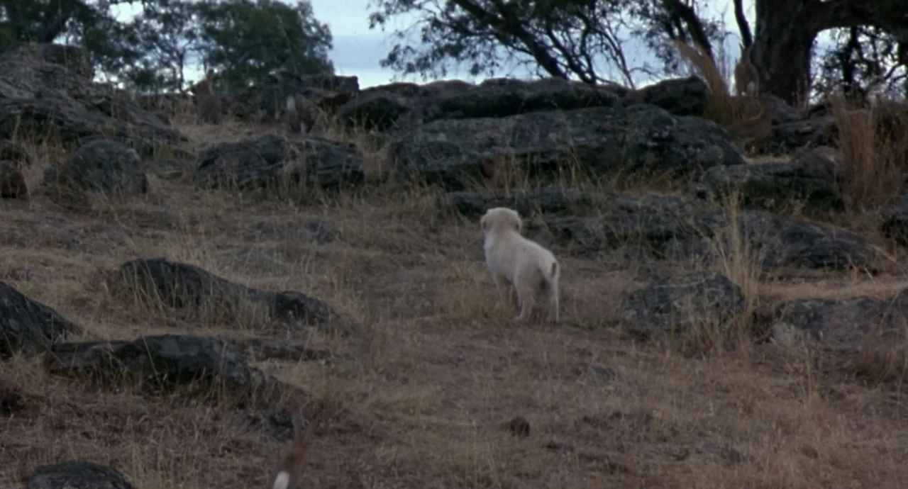 Napoleon (2023) movie still: wide — A sparsely vegetated, rocky hillside features dark boulders and dry patches of grass. A light-colored puppy…