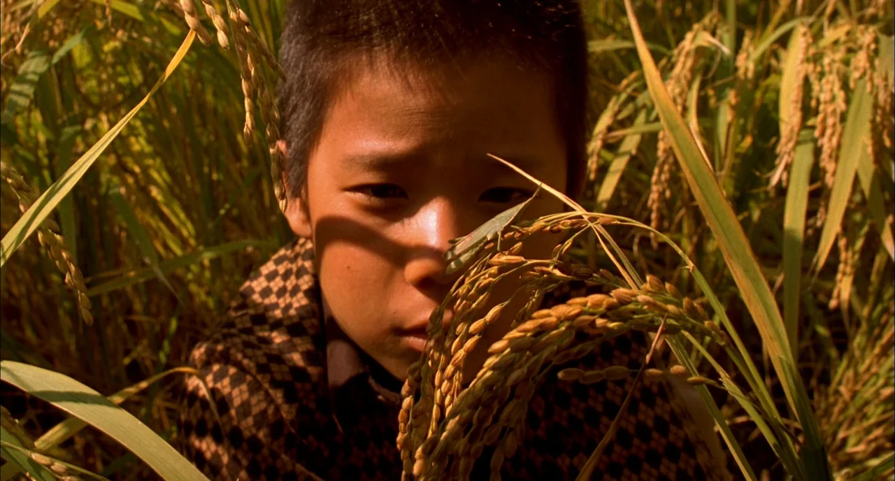 Memories of Murder (2003) movie still: closeup — A field of golden rice stalks stands under bright sunlight. A young boy stands among the plants…