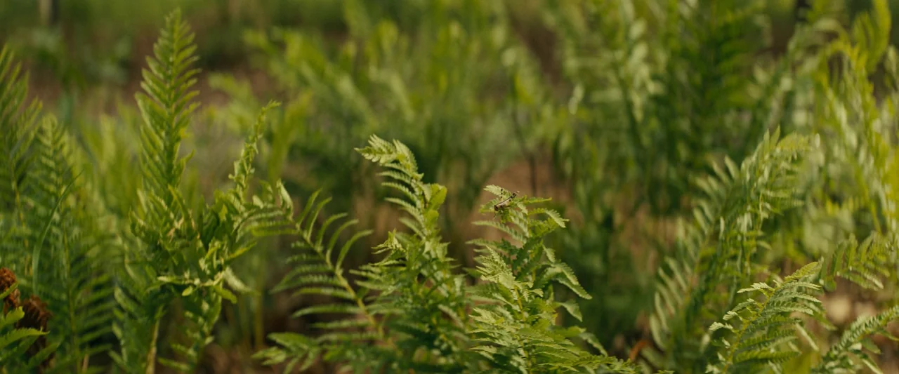 Knock at the Cabin (2023) movie still: closeup — A dense patch of green ferns grows in a shaded outdoor area. A tiny grasshopper sits atop the tip…
