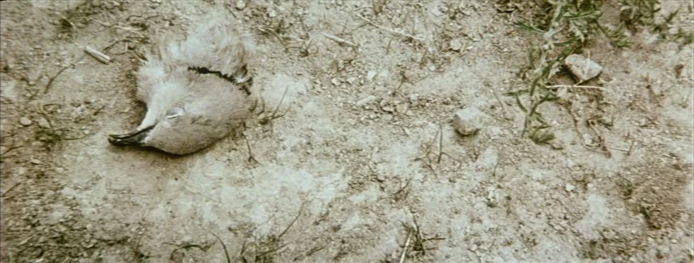 Japón (2002) movie still: closeup — A parched patch of earth contains loose dirt, small stones, and sparse dead grass. The detached head of a small…