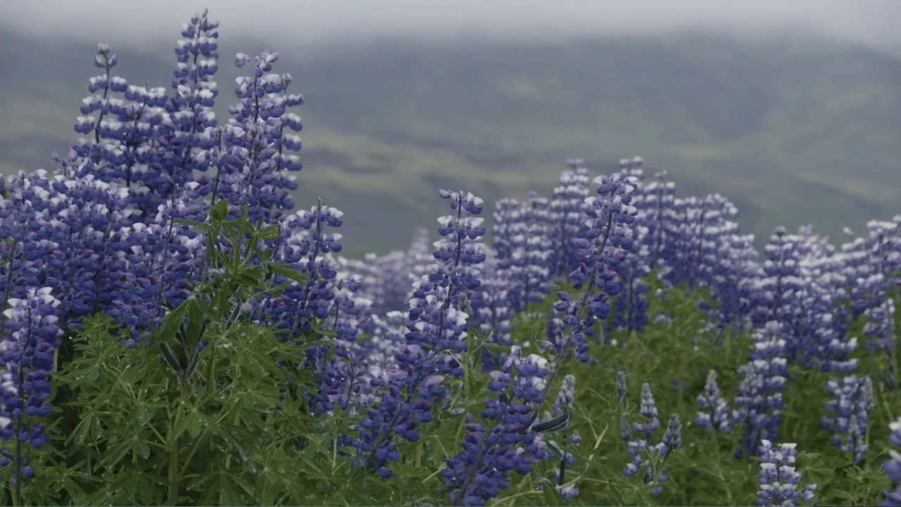 Iceland, the newborn island (2018) movie still: closeup — A field of vibrant purple lupine flowers fills the foreground under an overcast sky. Green…
