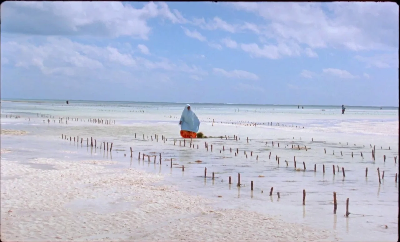 Samsara (2023) movie still: wide — A vast shallow coastal area filled with evenly spaced wooden stakes in the water. A lone woman in bright clothing…